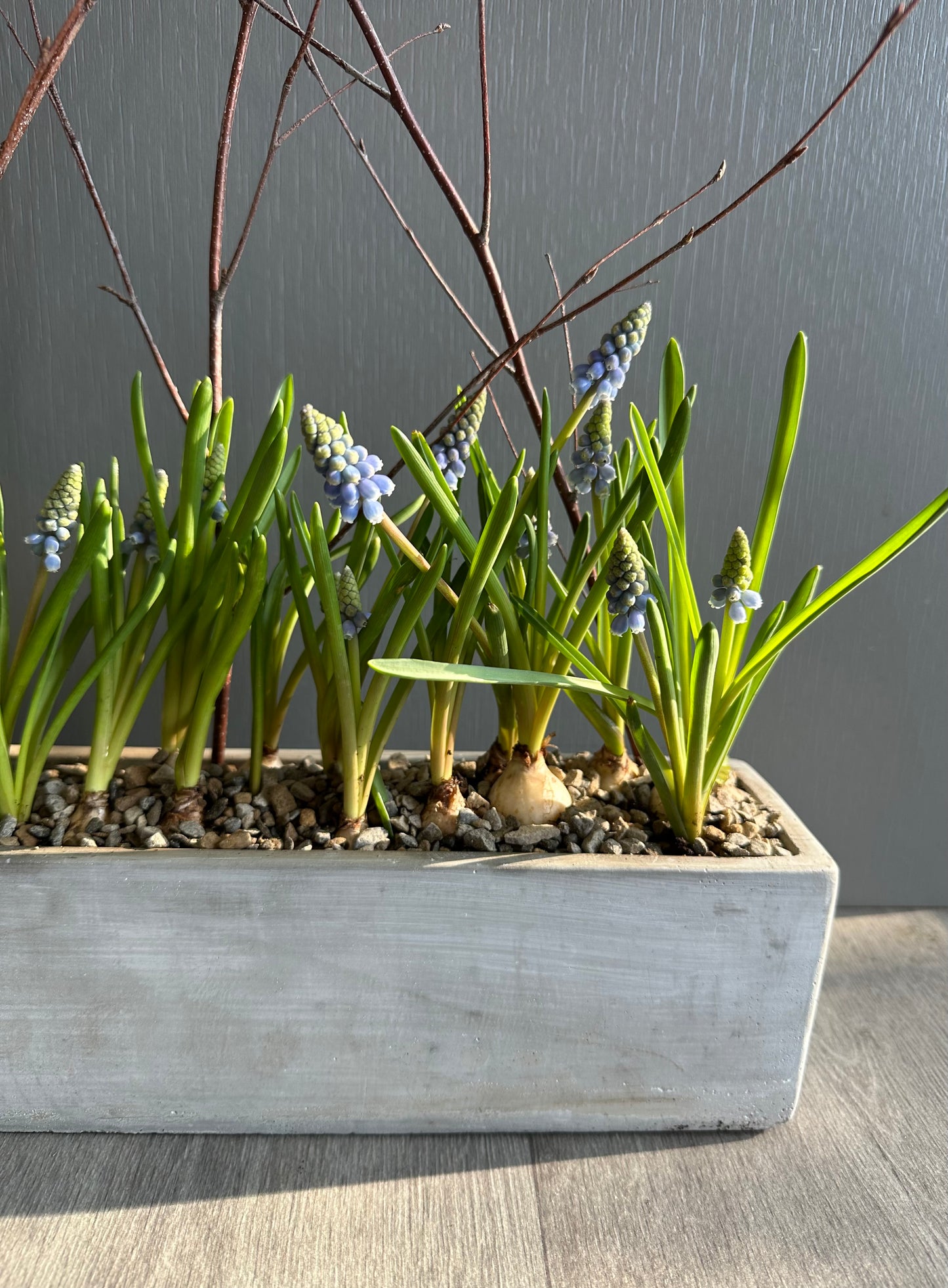 Easter Collection - Muscari Planted Arrangement