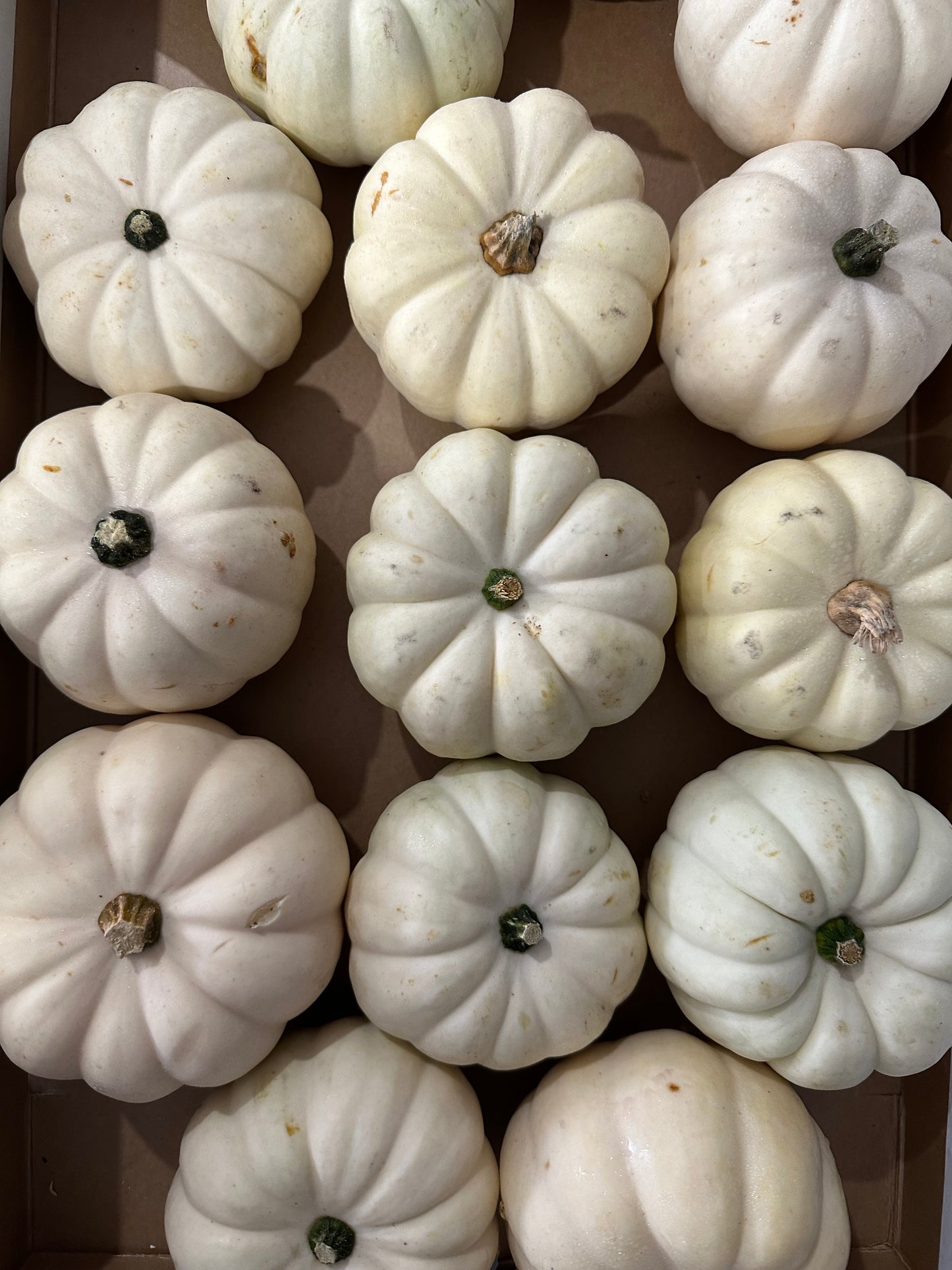 Botanical Pumpkin Kits