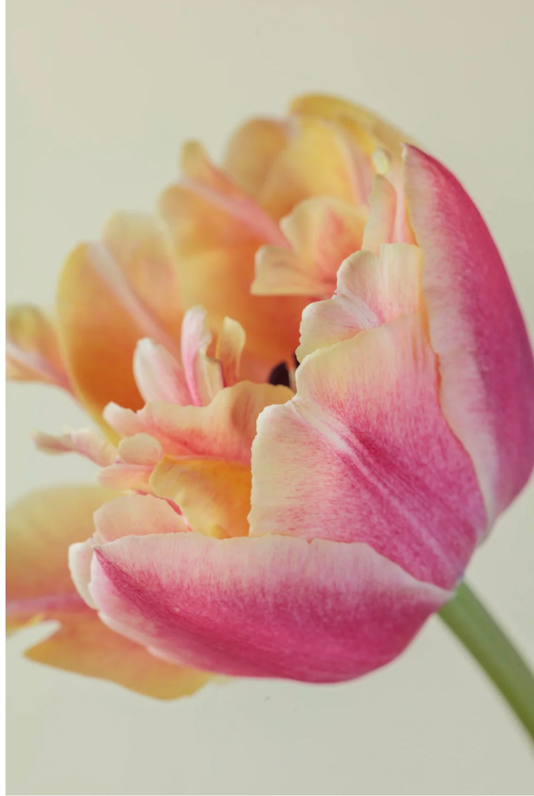 Easter Collection - British Double Tulips