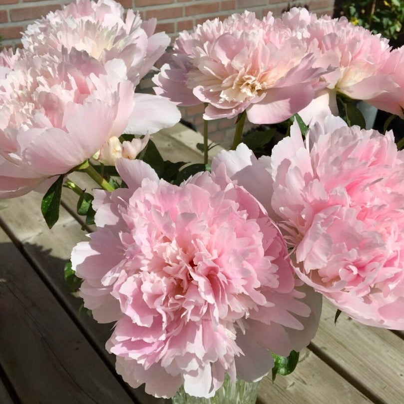 Peonies - Free Delivery Friday
