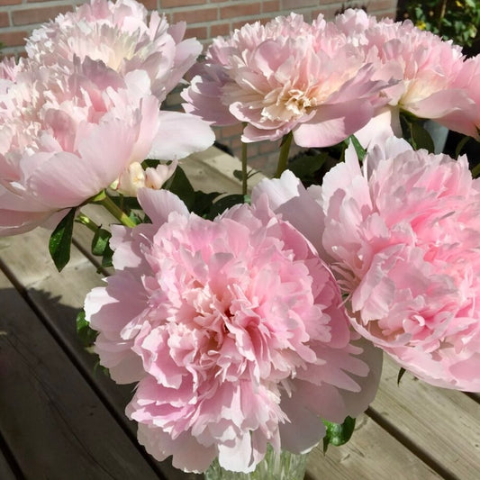 Peonies - Free Delivery Friday