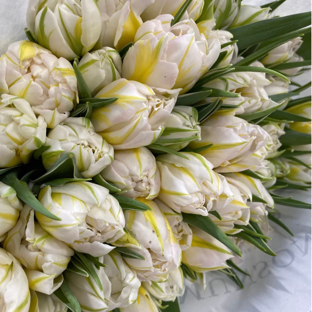 Easter Collection - British Double Tulips