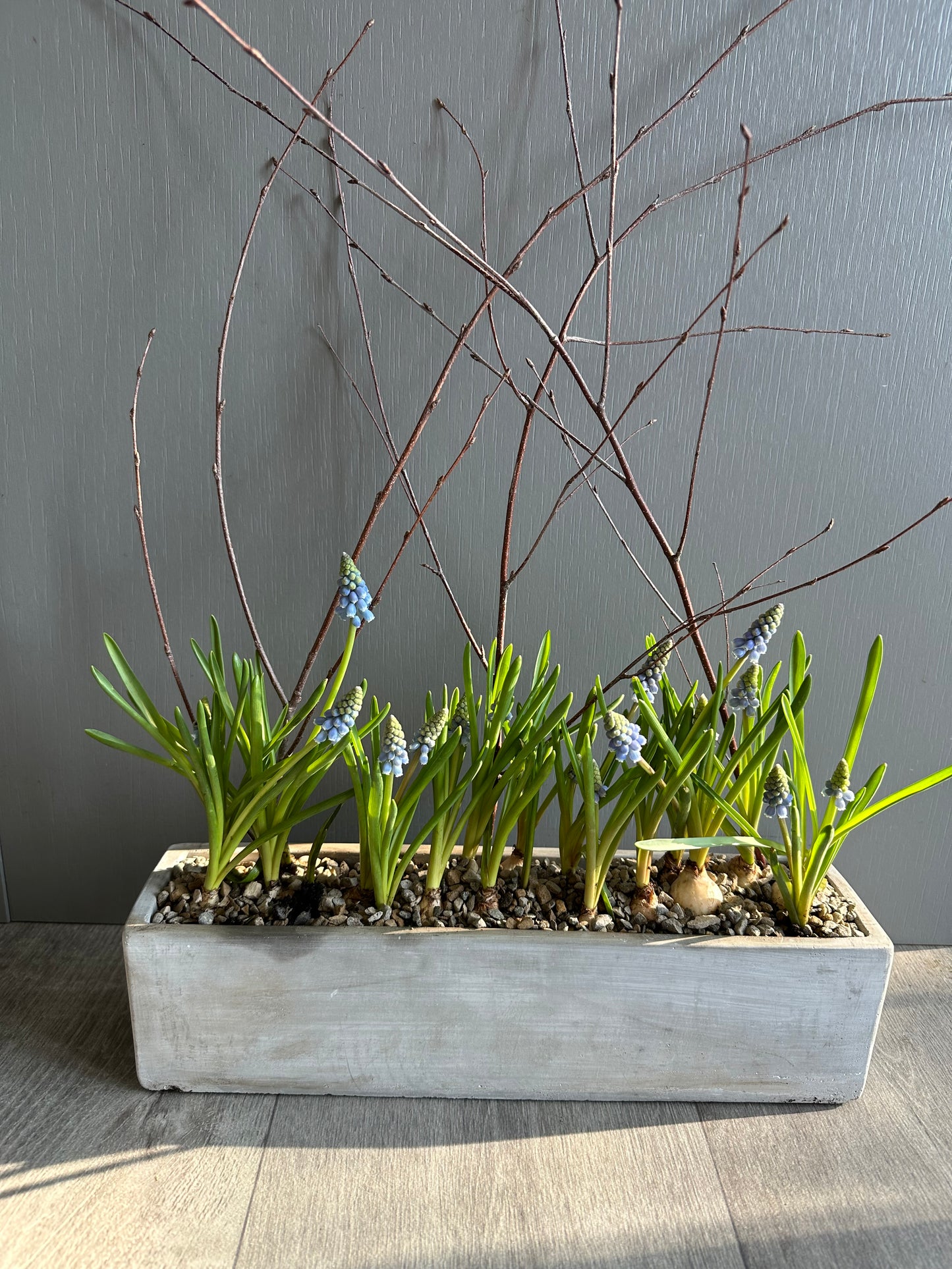 Easter Collection - Muscari Planted Arrangement