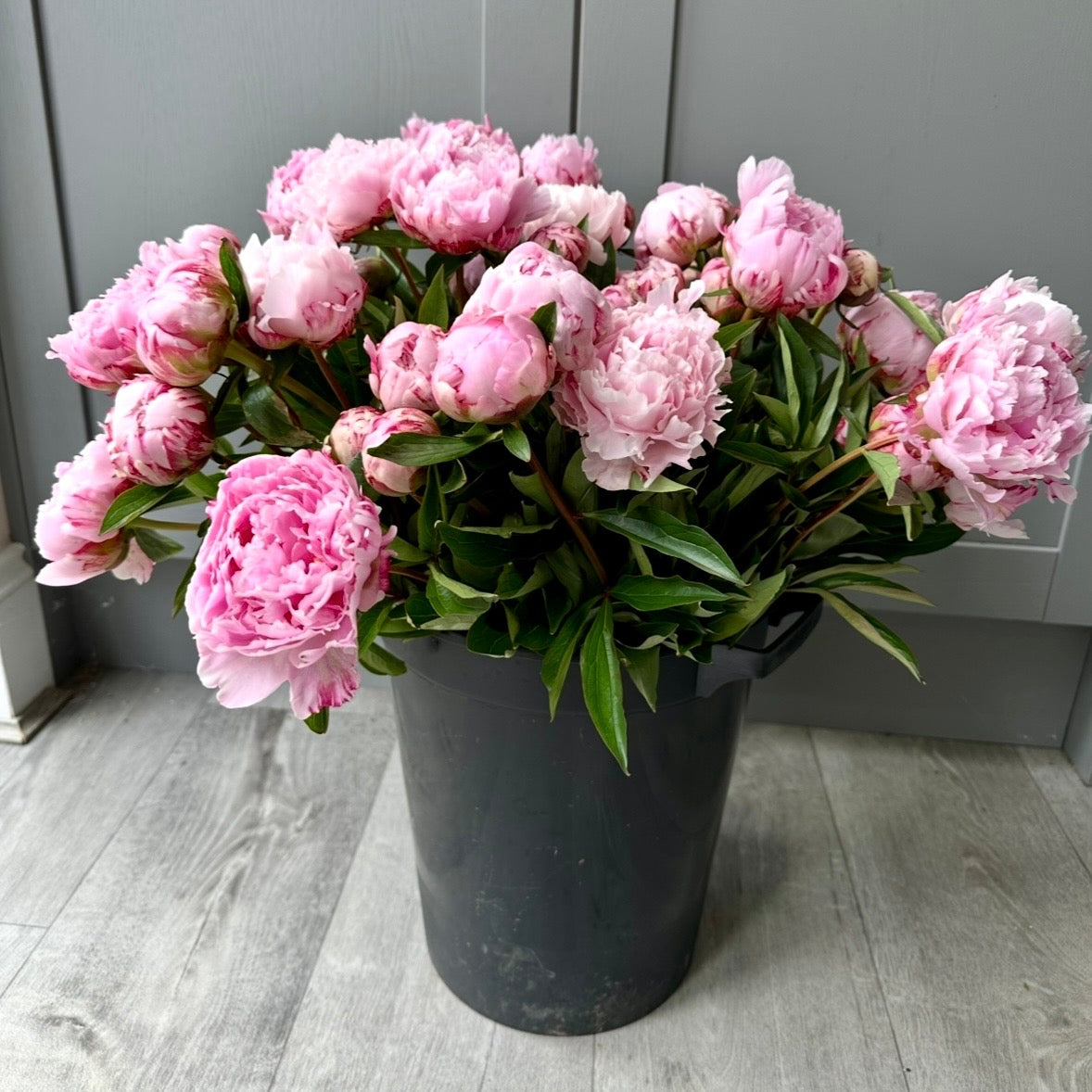Pre order British Peonies for Friday 5th June