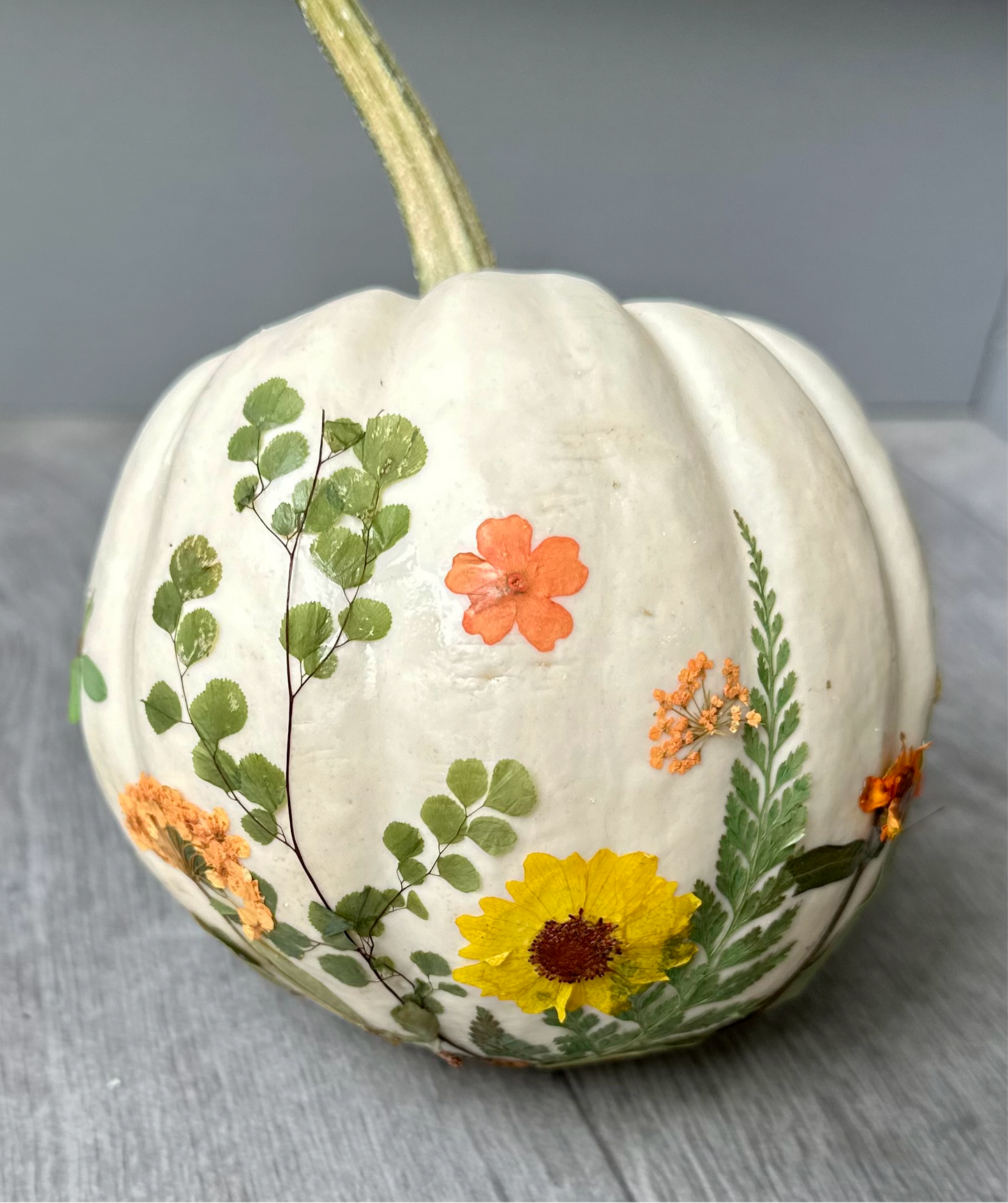 Botanical Pumpkin Kits