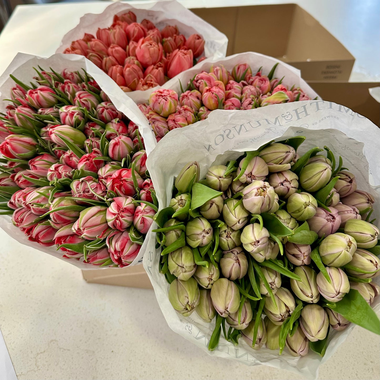 Mother’s Day Collection  - Tulips