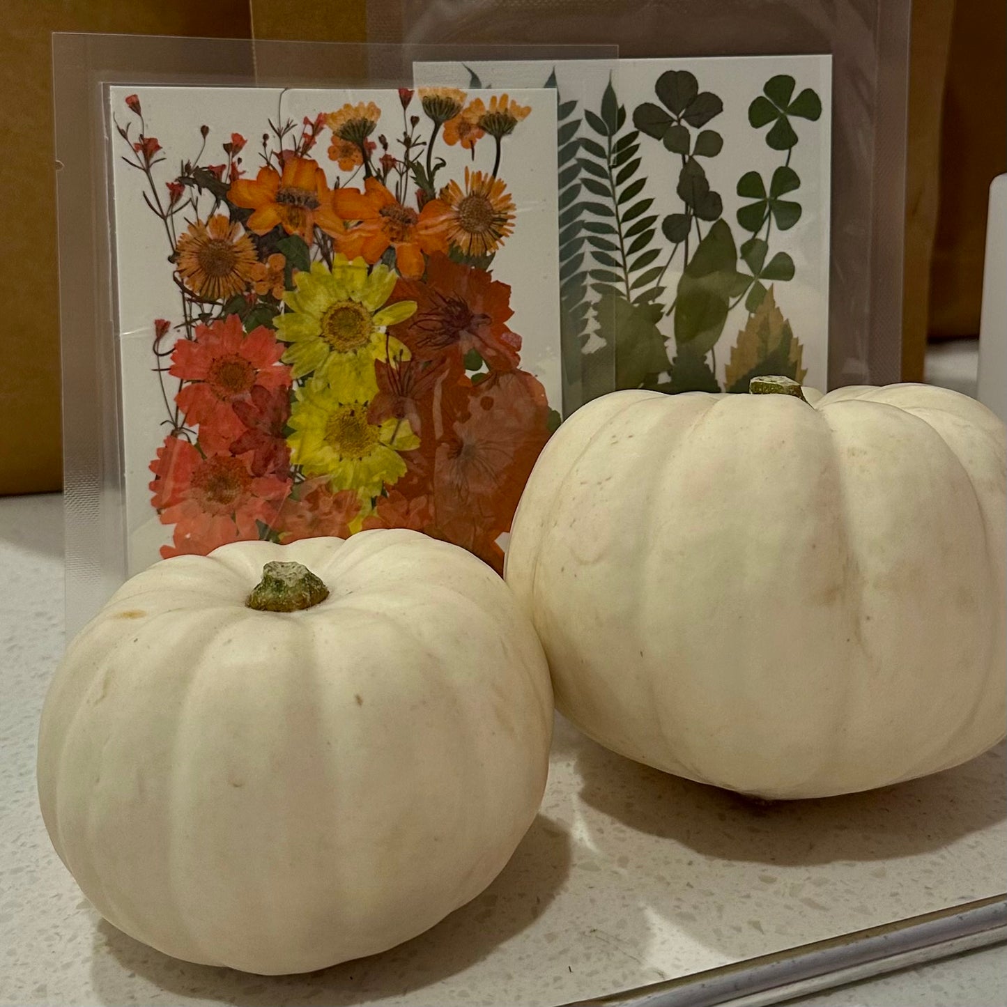 Botanical Pumpkin Kits