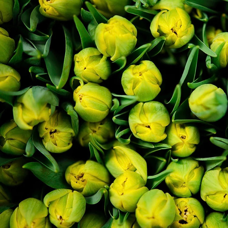 Easter Collection - British Double Tulips